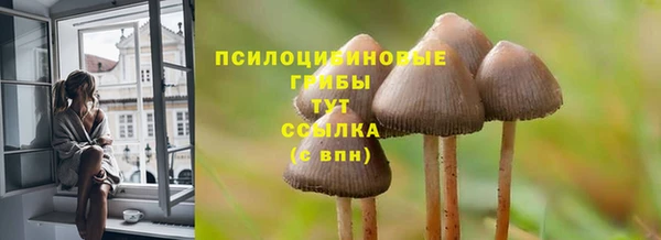 стаф Верея